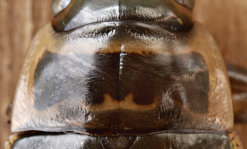 Highland Great Diving-beetle