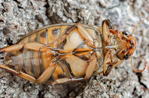 Highland Great Diving-beetle