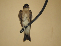 Stelgidopteryx serripennis ridgwayi