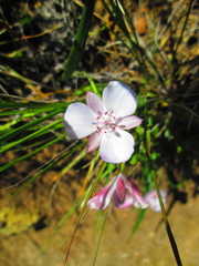 Calochortus umbellatus