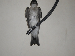 Stelgidopteryx serripennis ridgwayi