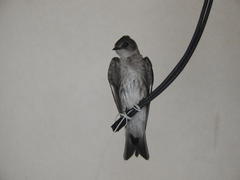 Stelgidopteryx serripennis ridgwayi