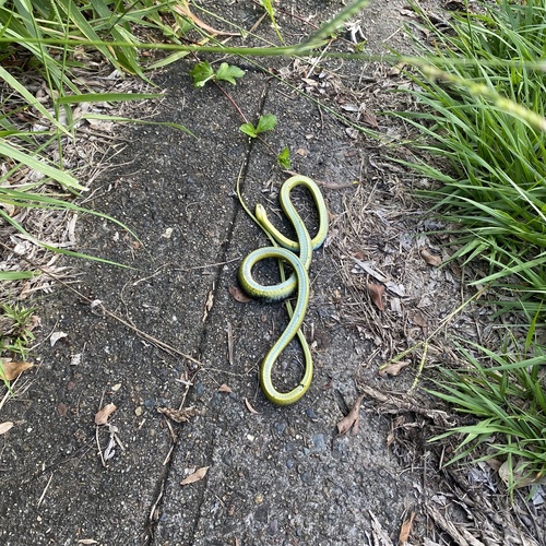 Common Tree Snake sighting