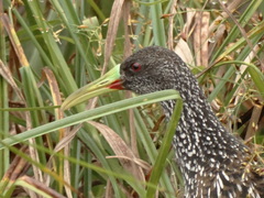 Pardirallus maculatus