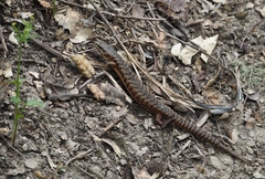 Elgaria coerulea coerulea