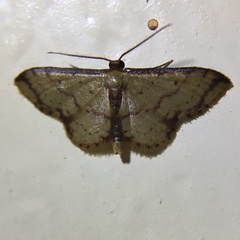Idaea impexa