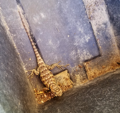 Sceloporus uniformis