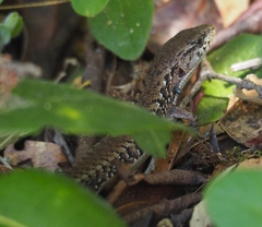 Elgaria coerulea coerulea