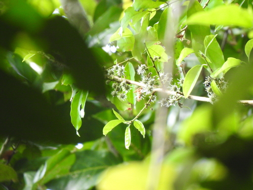 Maclura andamanica
