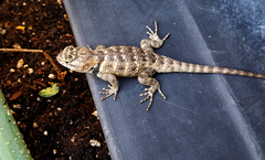 Sceloporus uniformis