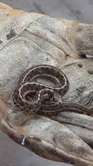 Thamnophis scaliger