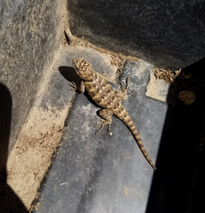 Sceloporus uniformis