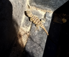 Sceloporus uniformis