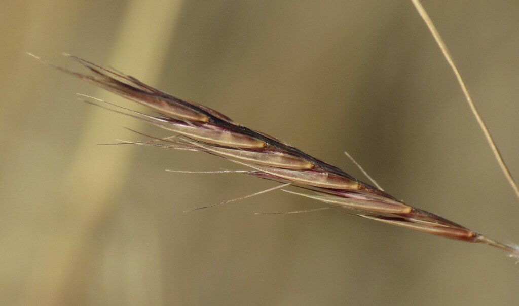 Black Grama from Bernalillo County, NM, USA on November 24, 2023 at 01: ...