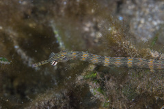 Corythoichthys haematopterus