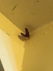 Epobeidia tigrata tigrata