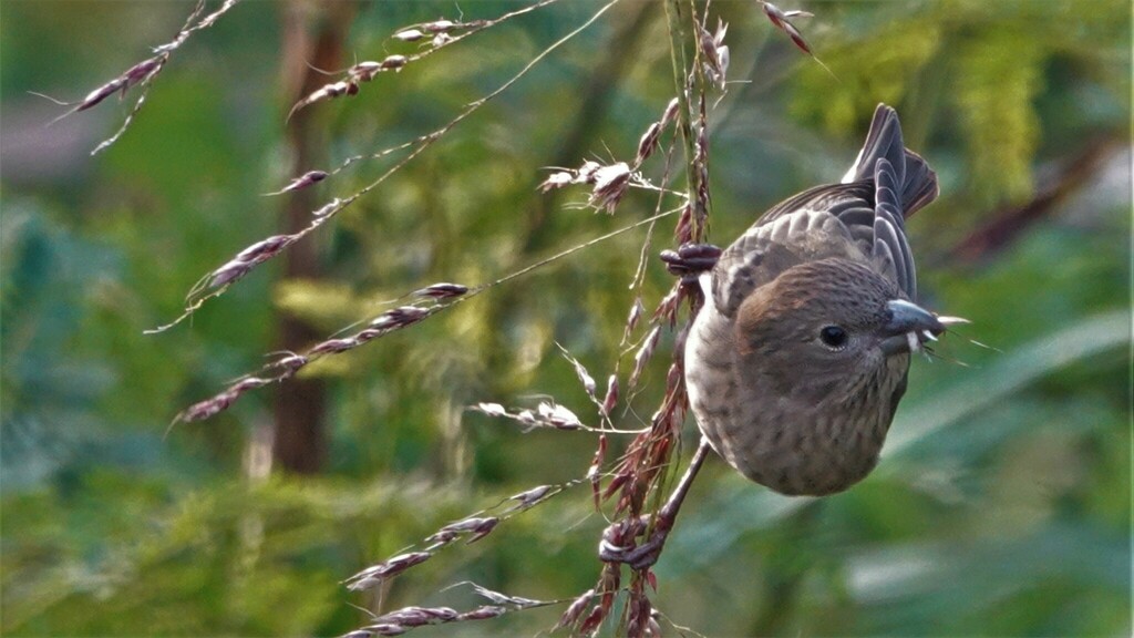 Common Rosefinch from Pavna Nagar Post, Taluka Maval, Lonavala Tungi ...