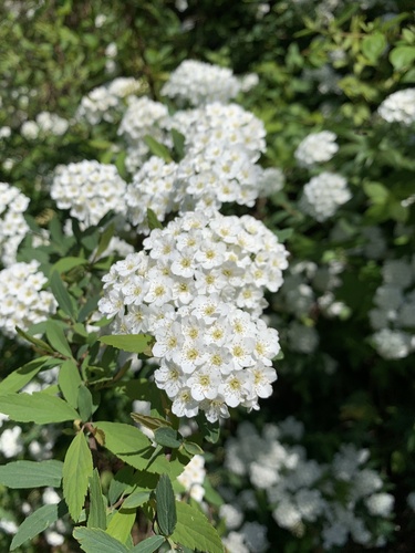 Spiraea cantoniensis