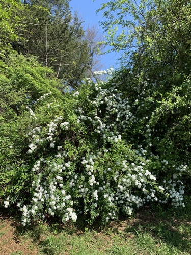 Spiraea cantoniensis
