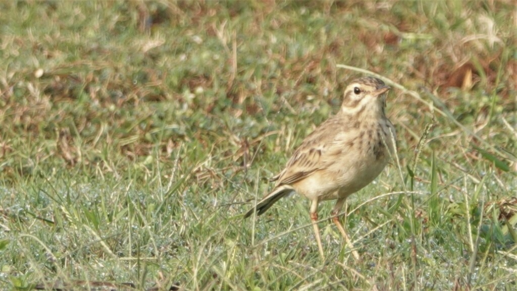 Paddyfield Pipit from Pavna Nagar Post, Taluka Maval, Lonavala Tungi ...