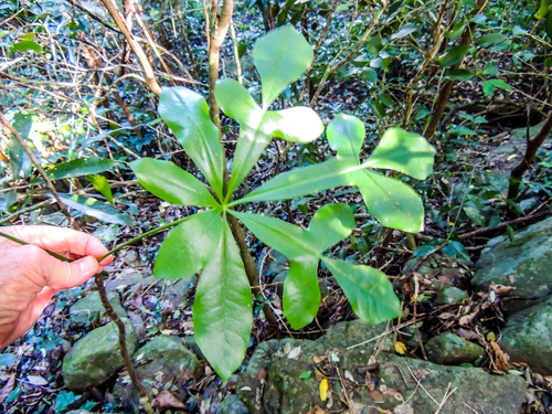 Cussonia nicholsonii Strey
