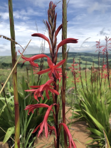 Broad Watsonia (Watsonia latifolia)