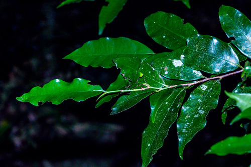 Natal Coca Tree (Nectaropetalum zuluense)
