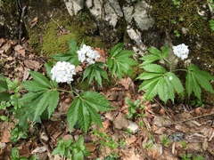 Cardamine heptaphylla