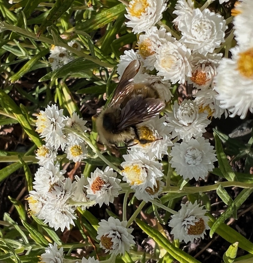 Bumble Bees From Yakima County, Wa, Usa On August 26, 2023 At 02:36 Pm 