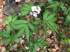 Cardamine heptaphylla