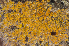 Polycauliona bolacina