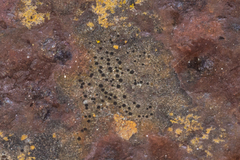 Polycauliona bolacina