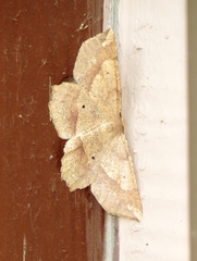 Euchlaena marginaria