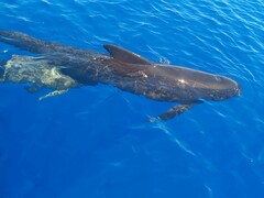 Long-Finned Pilot Whale photo 3