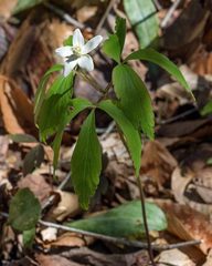 Anemonoides lancifolia