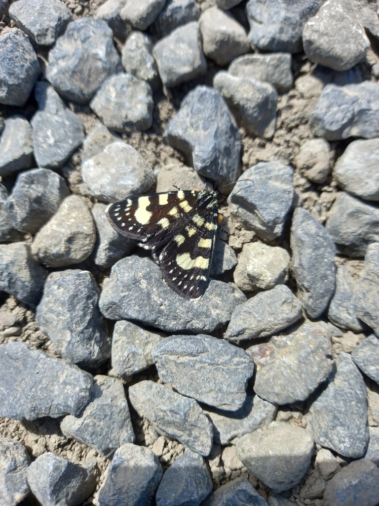 Willowherb Daymoth from Hamilton VIC 3300, Australia on September 26