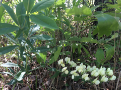 Baptisia bracteata leucophaea