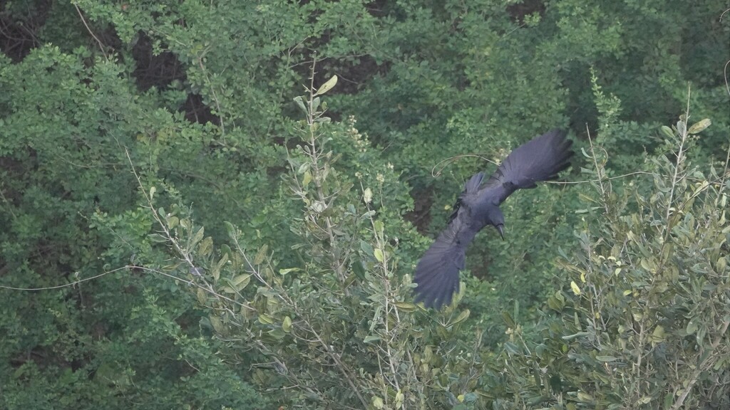 January Crow Large-billed Crow from Eternity on January 18, 2022 at 09:34 AM by ...