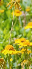 Helenium autumnale
