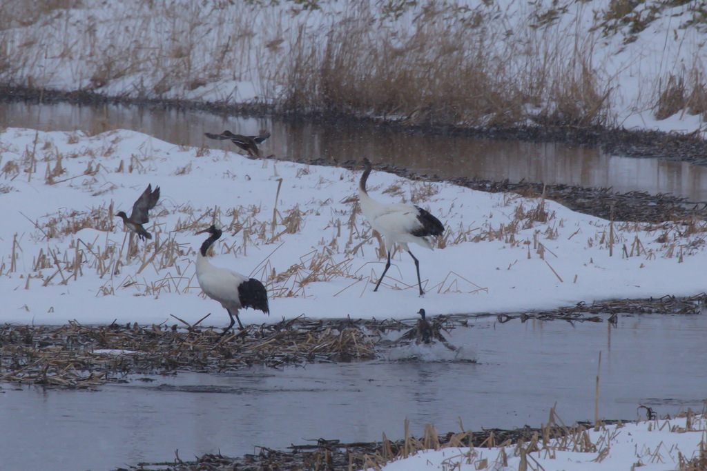 Red Crowned Crane In January 2024 By Sergey Stefanov INaturalist   Large 