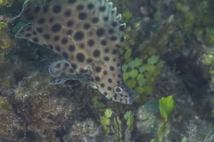 Chromileptes altivelis