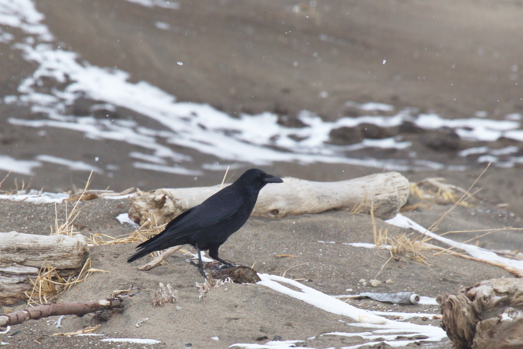 January Crow Carrion Crow from Южно-Курильск on January 8, 2024 at 11:26 AM by ...