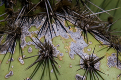 Dactylopius confusus