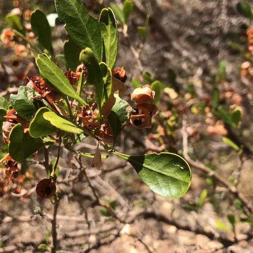 Dodonaea aptera