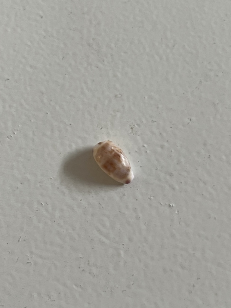 Small Cowries small-toothed cowrie from Indian Ocean, Prevelly, WA, AU on December 28 ...