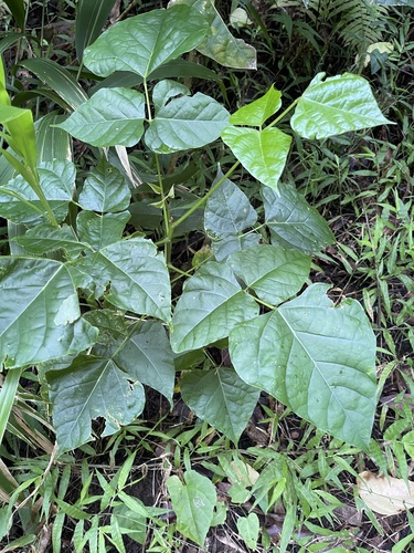 Erythrina poeppigiana