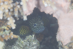 Epinephelus ongus
