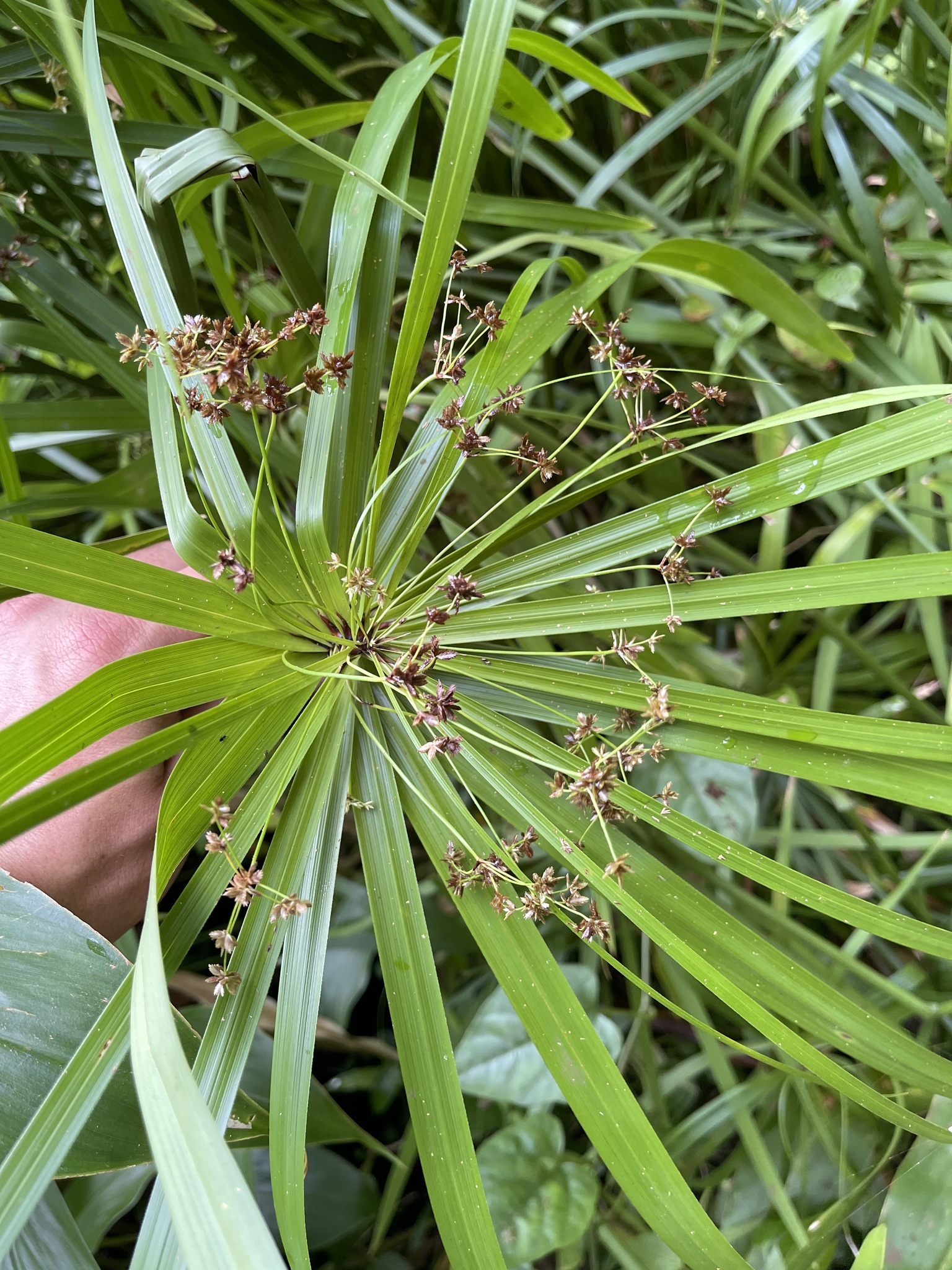 Imagem de Junco-d'água