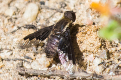 Hemipenthes seminiger