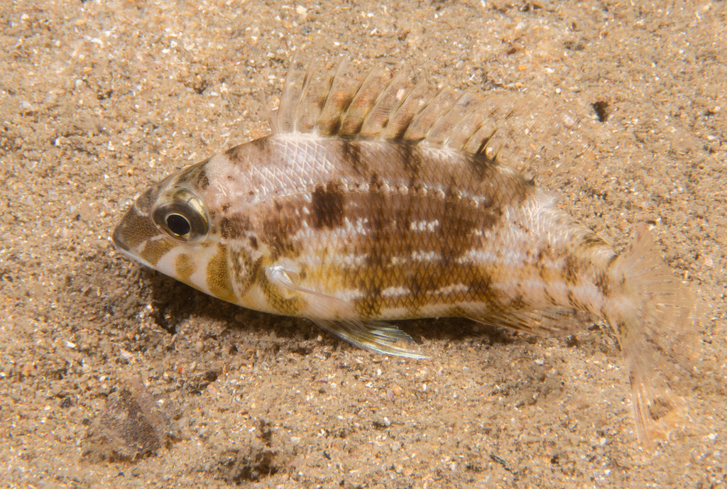 Threadfin Emperor from "Parsley Bay, Vaucluse" on October 18, 2023 at